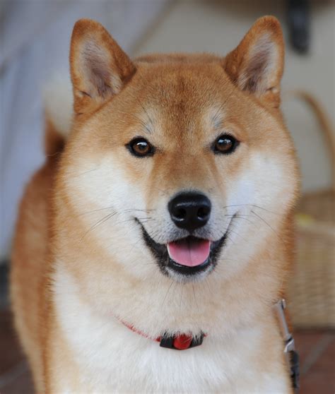 shiba inu photography|Shiba Inu Photos, Download The BEST Free Shiba。